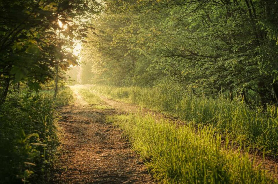 meadow path in twilight